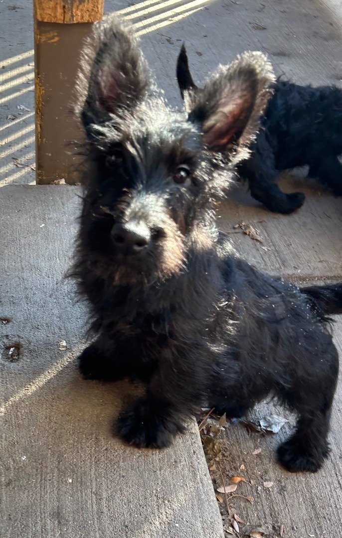 Bentley , an adoptable Scottish Terrier in Tyndall, SD, 57066 | Photo Image 1
