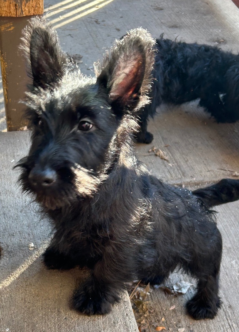 Bentley , an adoptable Scottish Terrier in Tyndall, SD, 57066 | Photo Image 2