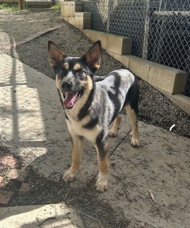 Dog for adoption - Hudson, a Keeshond & Norwegian Elkhound Mix in