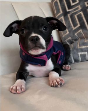 ITTY BITTY PITTY PUP Meet TARA  small yes but big on sweetness and personality This little rescu