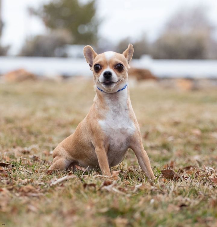 Chihuahuas of the store valley