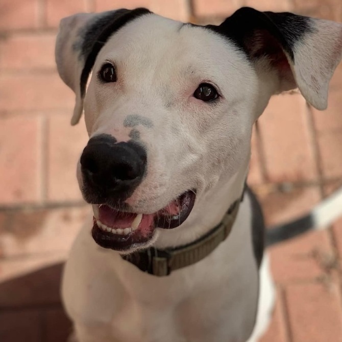 Dalmatian sales staffordshire mix