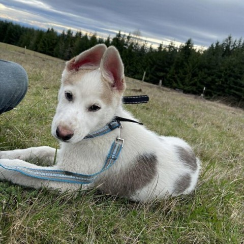 Dog for adoption Frank a Canaan Dog Siberian Husky Mix in