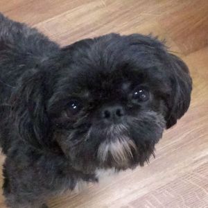 Peke best sale tzu puppies