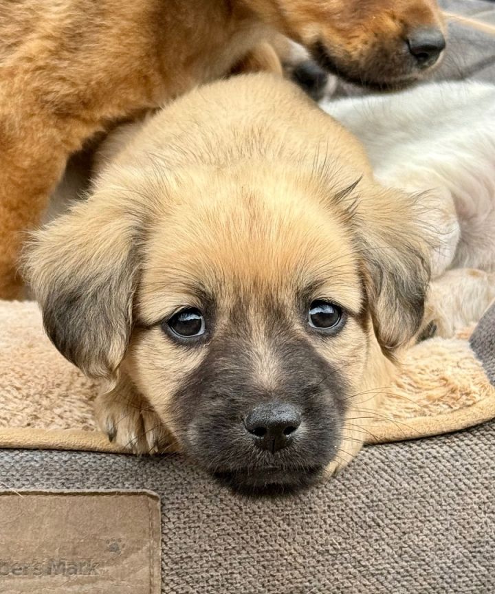 Basset shepherd hot sale puppies