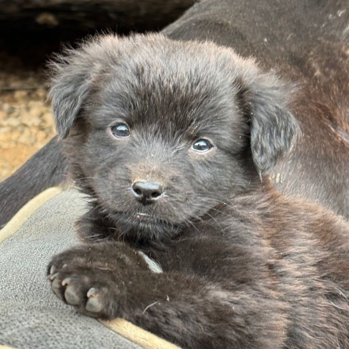 Cocker spaniel 2024 shepherd mix