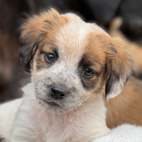 Cocker spaniel best sale australian shepherd