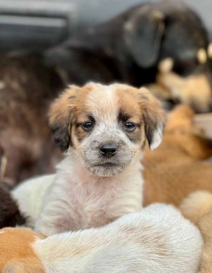 Australian shepherd best sale cocker spaniel mix