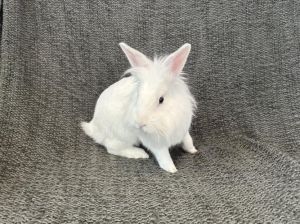VINCENTE Bunny Rabbit Rabbit