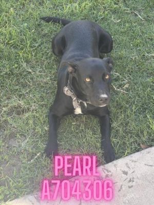 PEARL, Adult Female unknown