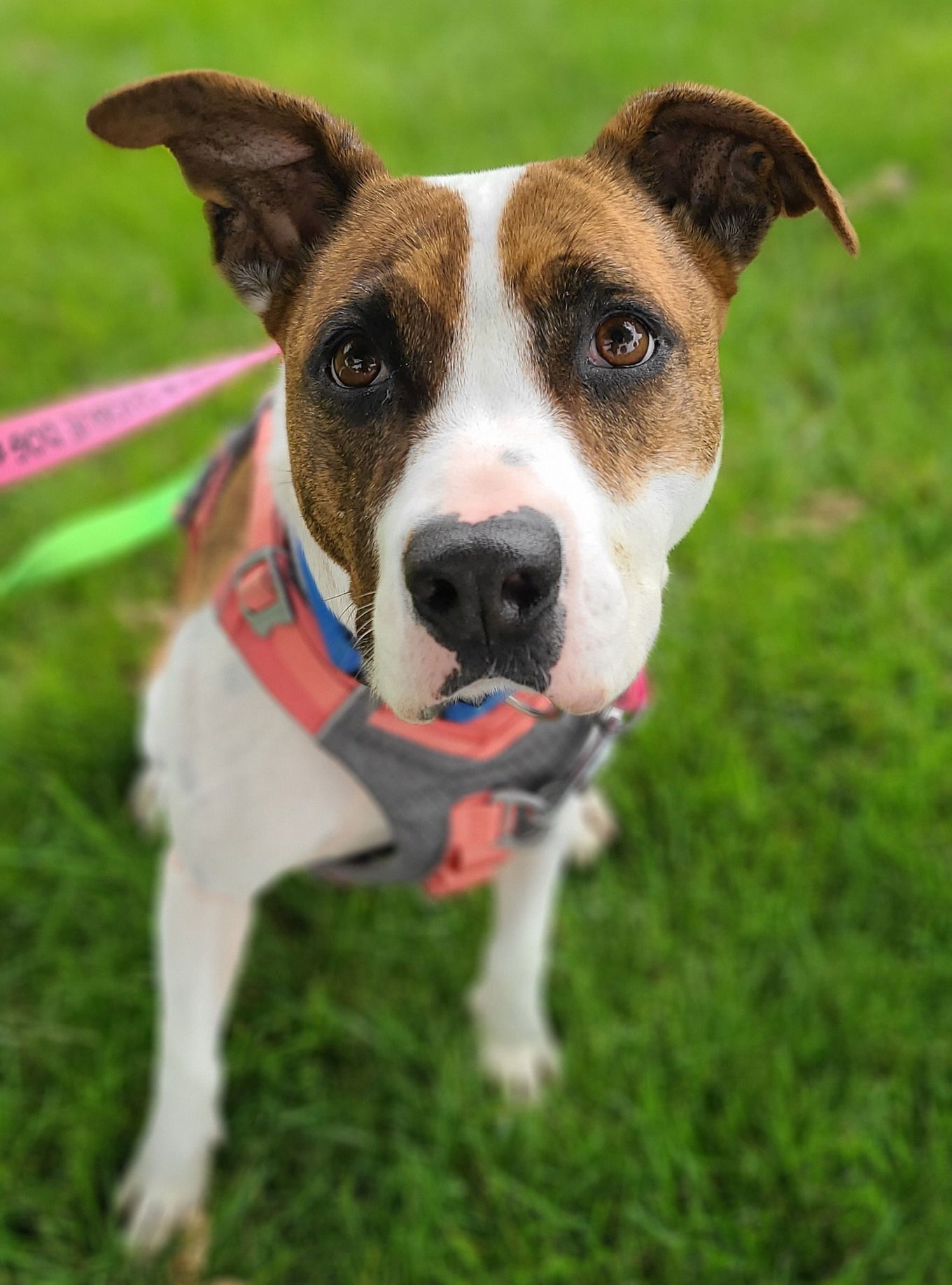 Marla, an adoptable Mixed Breed in Shelburne, VT, 05482 | Photo Image 1