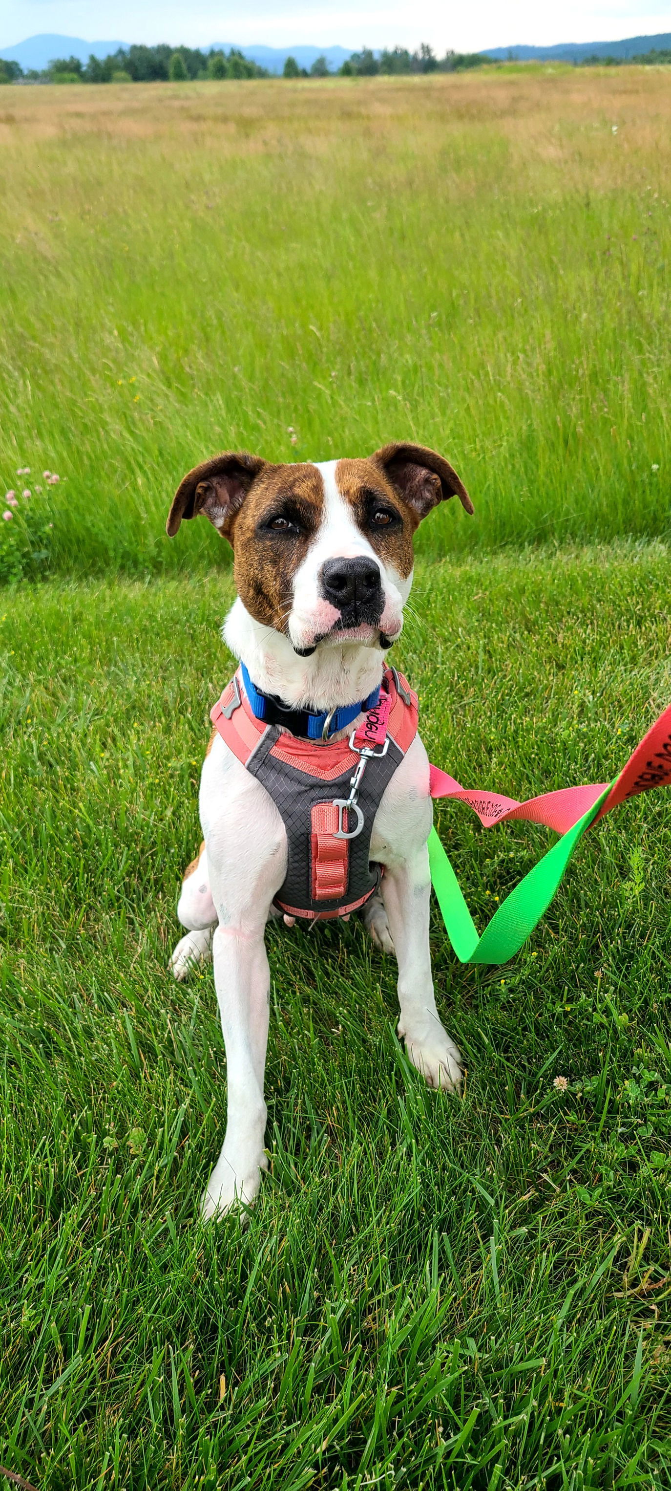 Marla, an adoptable Mixed Breed in Shelburne, VT, 05482 | Photo Image 3