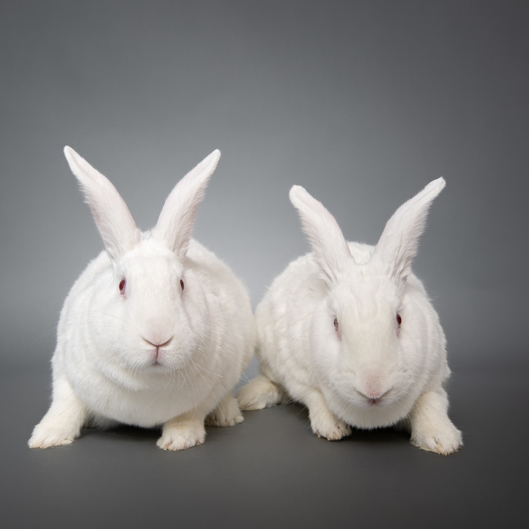 Sam & Frodo - We're a Bonded Pair!