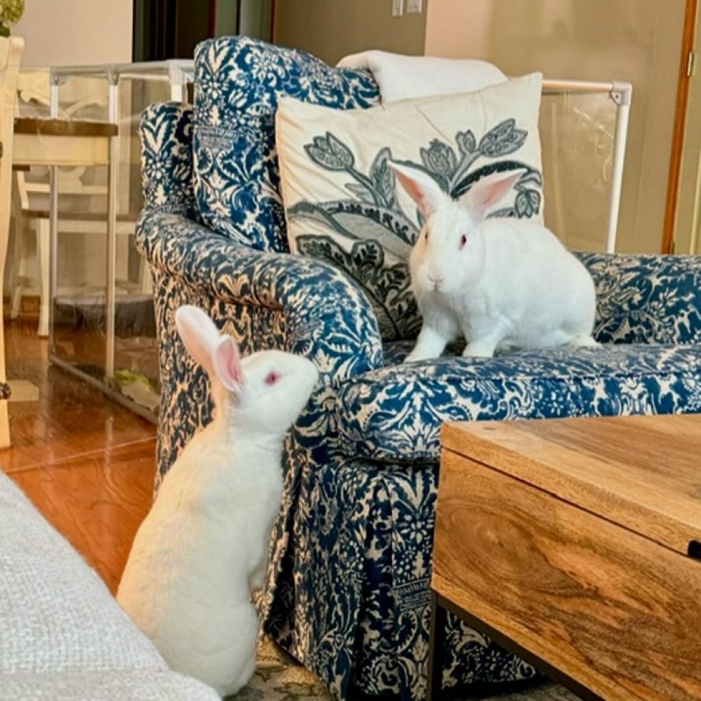 Sam & Frodo - We're a Bonded Pair!