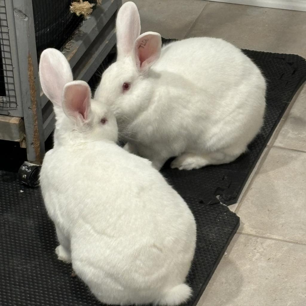 Sam & Frodo - We're a Bonded Pair!