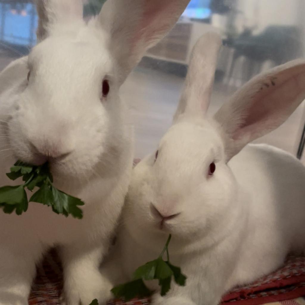 Sam & Frodo - We're a Bonded Pair!