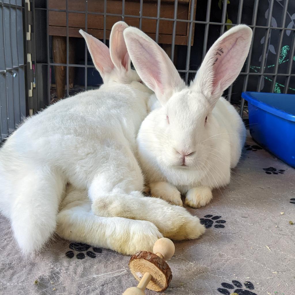 Sam & Frodo - We're a Bonded Pair!