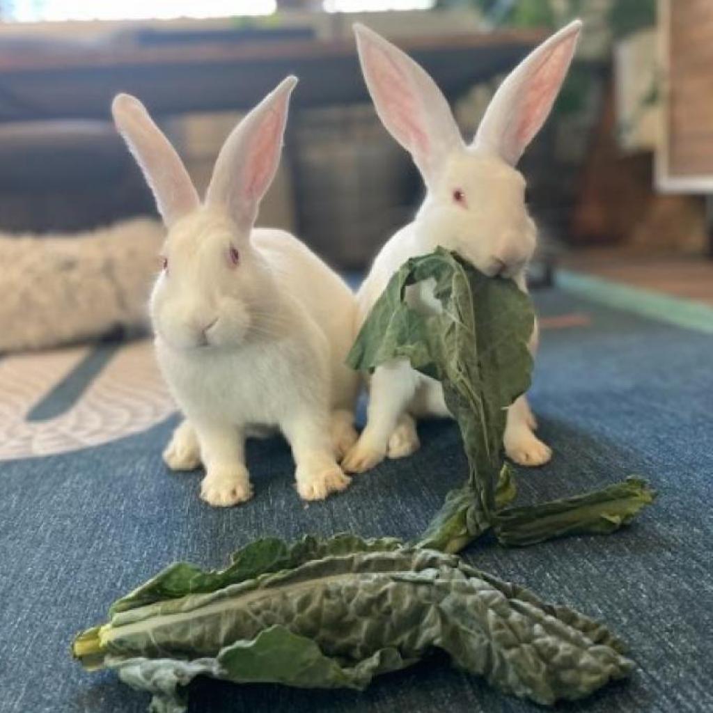 Sam & Frodo - We're a Bonded Pair!