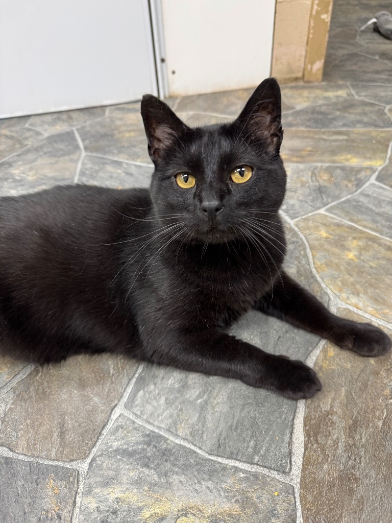 Nelson