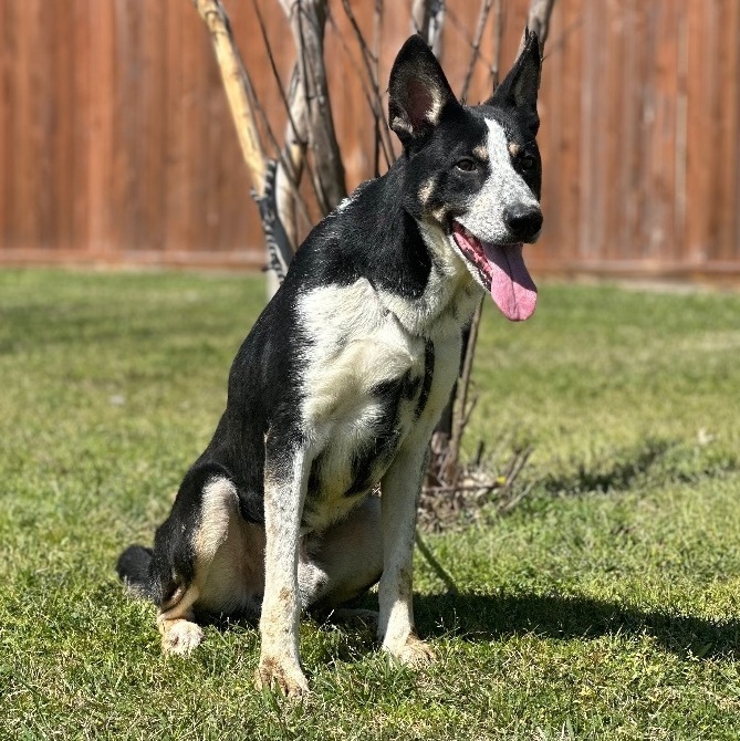 Blue heeler best sale mcnab mix