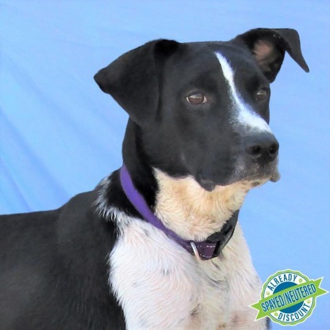 Dennis, an adoptable Mixed Breed in Las Cruces, NM, 88012 | Photo Image 1