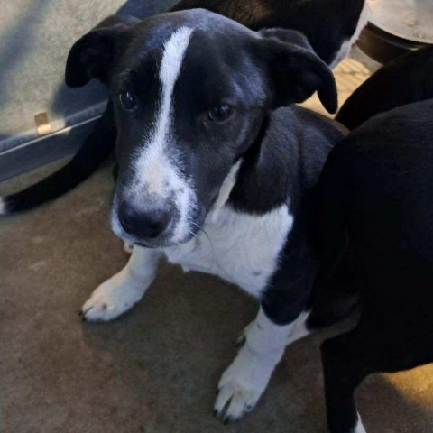 Dennis, an adoptable Mixed Breed in Las Cruces, NM, 88012 | Photo Image 2