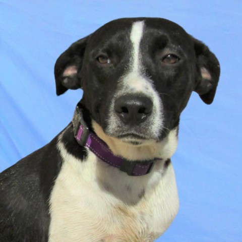 Dennis, an adoptable Mixed Breed in Las Cruces, NM, 88012 | Photo Image 4