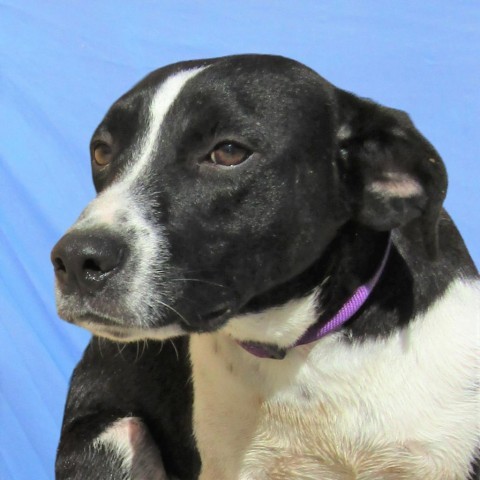 Dennis, an adoptable Mixed Breed in Las Cruces, NM, 88012 | Photo Image 5