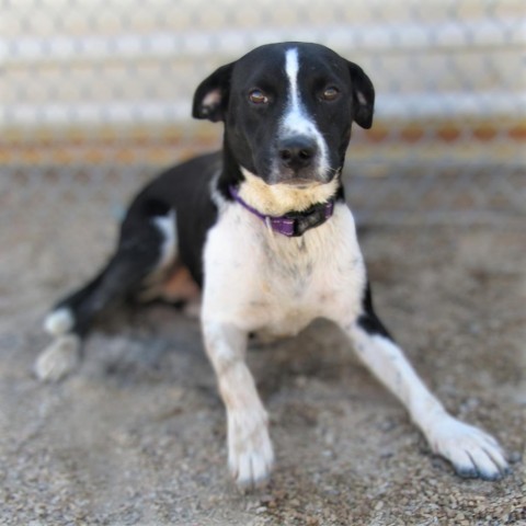 Dennis, an adoptable Mixed Breed in Las Cruces, NM, 88012 | Photo Image 6