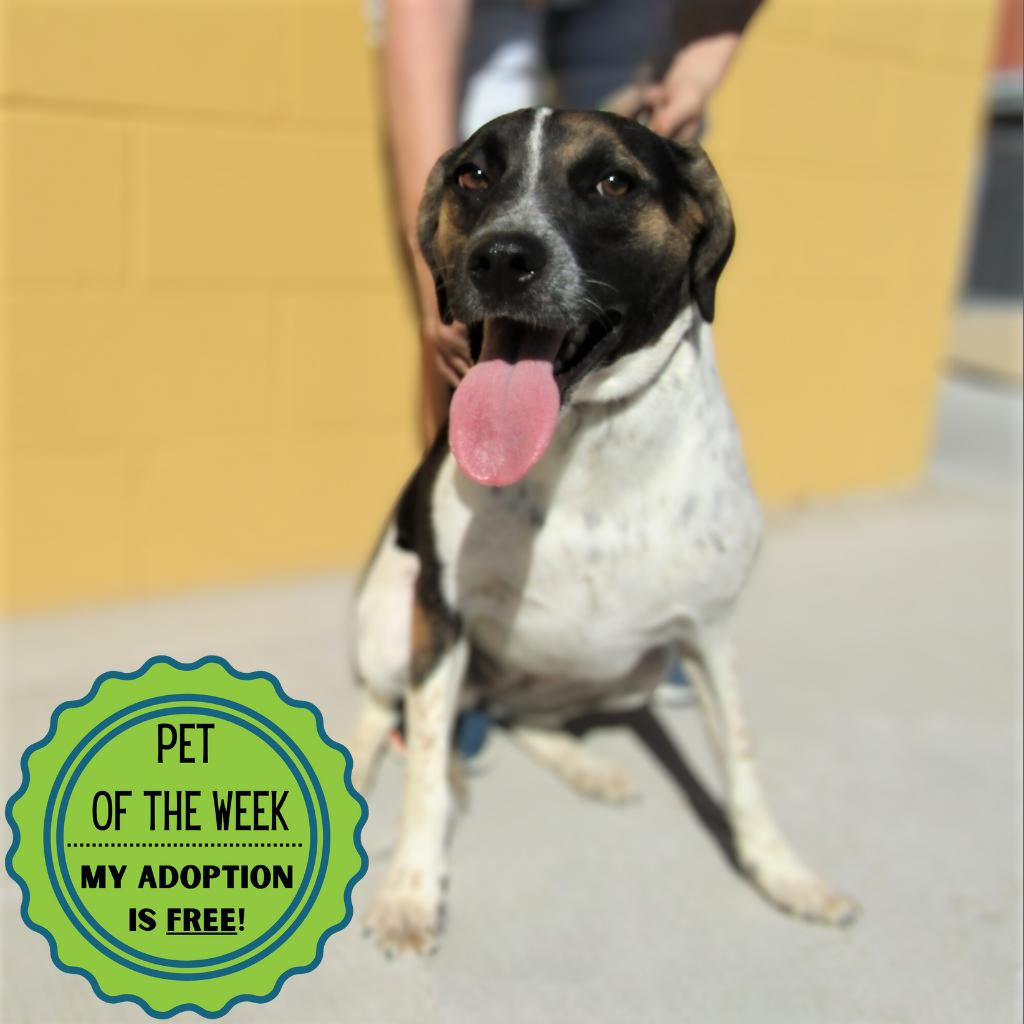 Dora, an adoptable Mixed Breed in Las Cruces, NM, 88012 | Photo Image 1