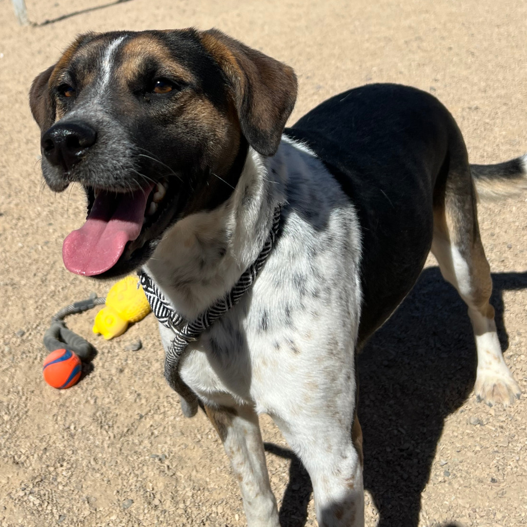 Dora, an adoptable Mixed Breed in Las Cruces, NM, 88012 | Photo Image 1