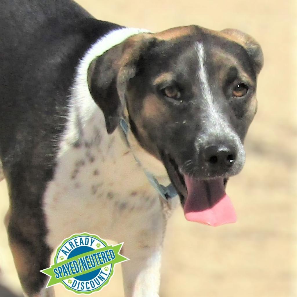 Dora, an adoptable Mixed Breed in Las Cruces, NM, 88012 | Photo Image 2