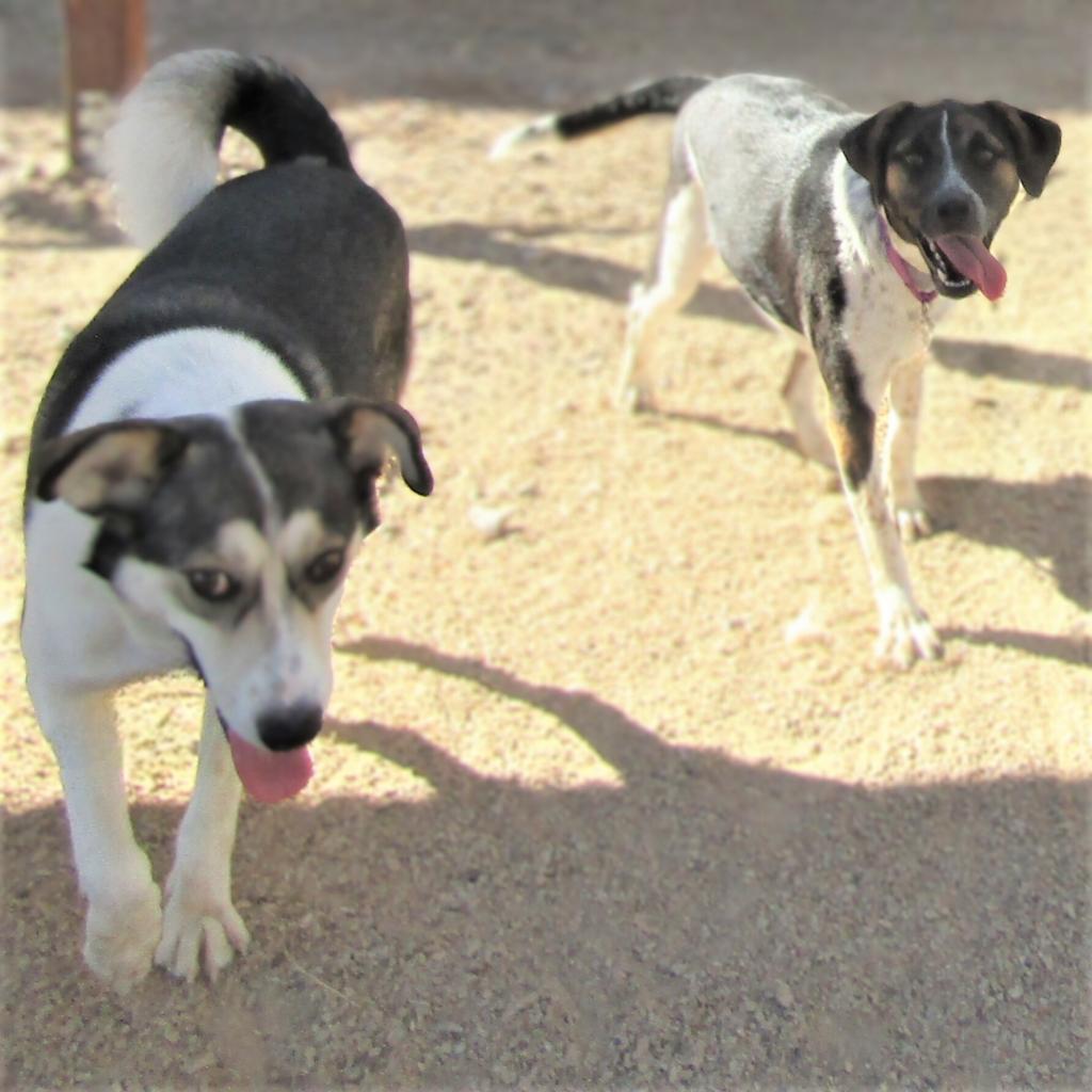 Dora, an adoptable Mixed Breed in Las Cruces, NM, 88012 | Photo Image 2