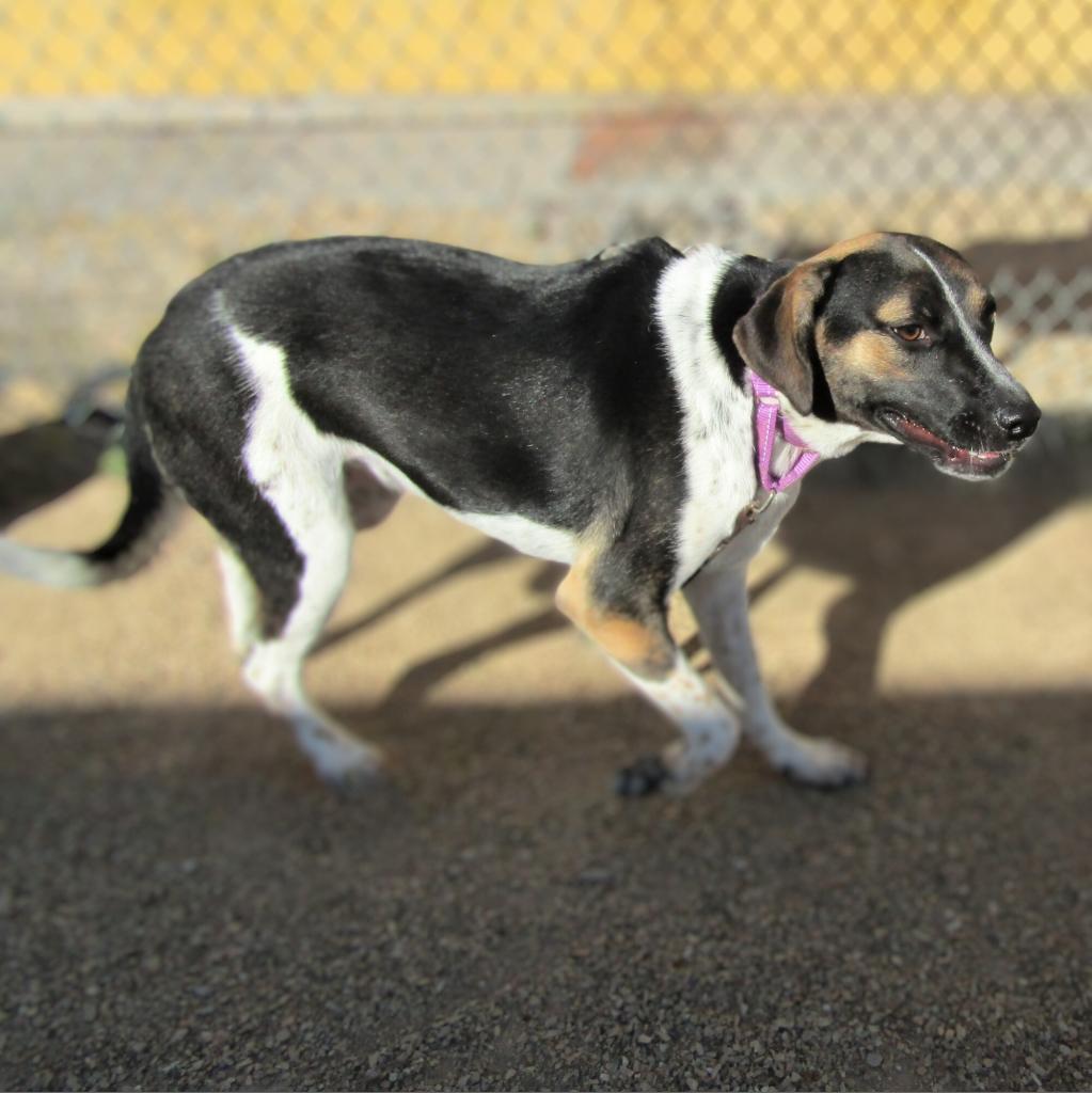 Dora, an adoptable Mixed Breed in Las Cruces, NM, 88012 | Photo Image 3