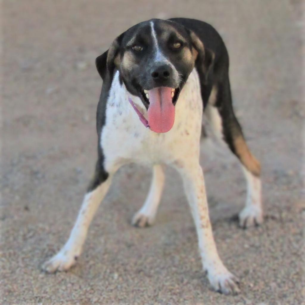 Dora, an adoptable Mixed Breed in Las Cruces, NM, 88012 | Photo Image 4