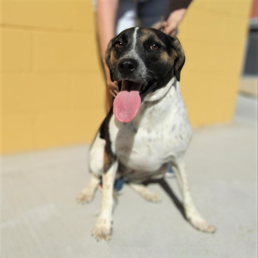 Dora, an adoptable Mixed Breed in Las Cruces, NM, 88012 | Photo Image 5