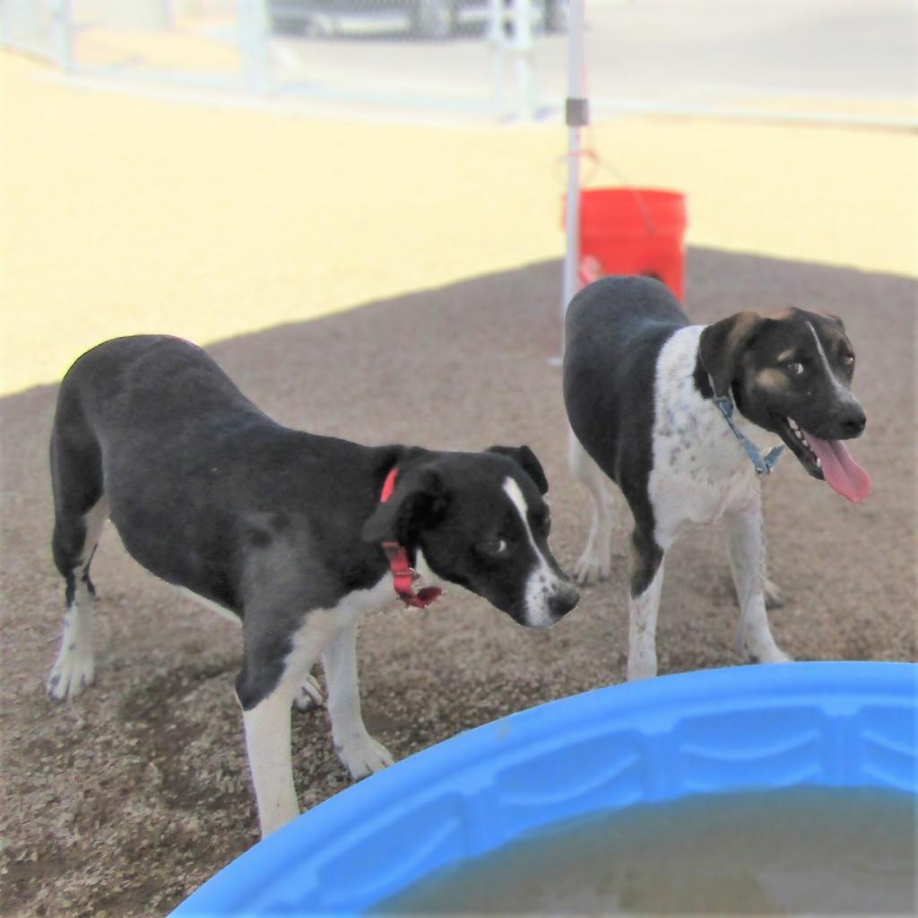 Dora, an adoptable Mixed Breed in Las Cruces, NM, 88012 | Photo Image 6