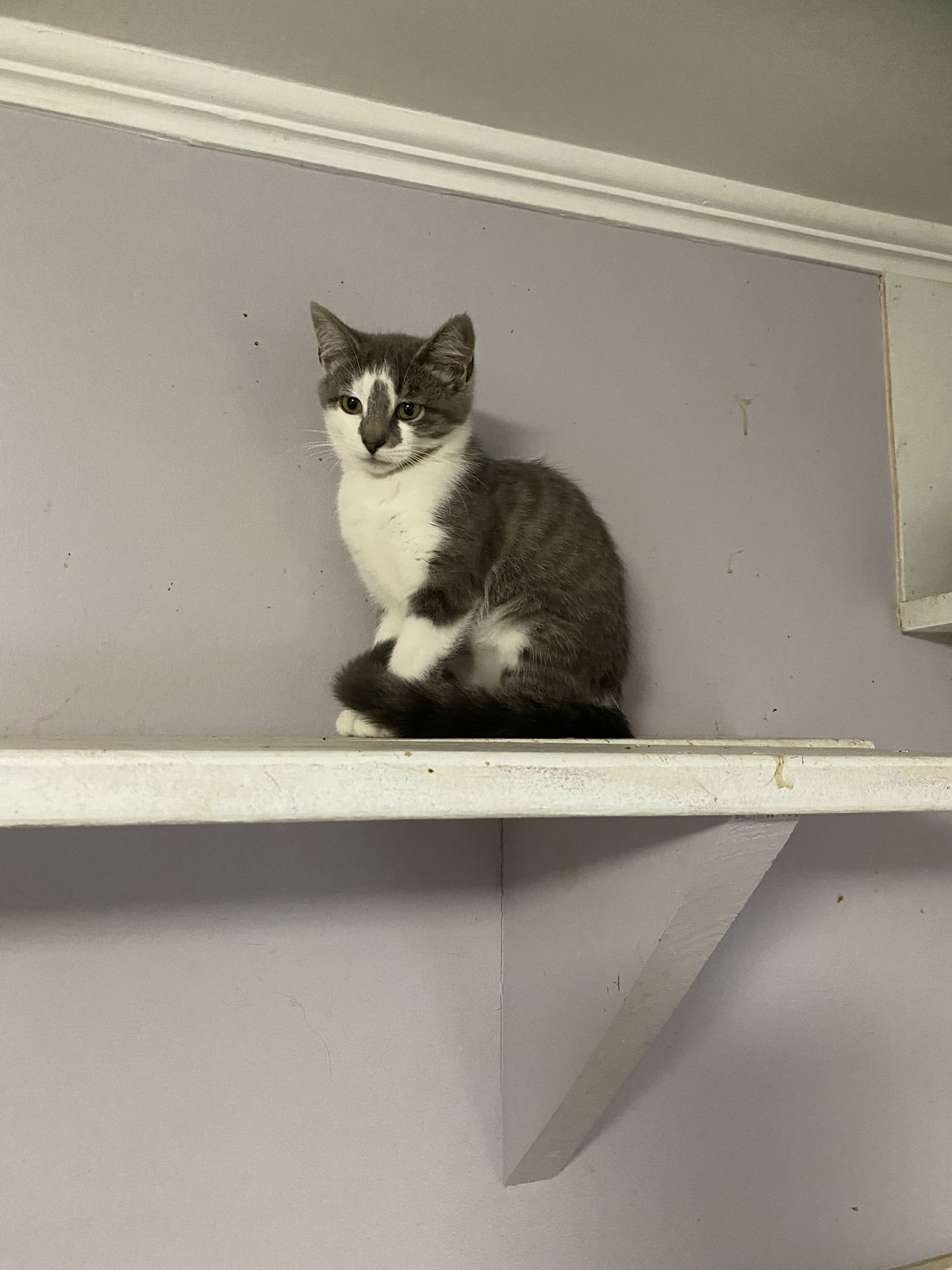 Nala