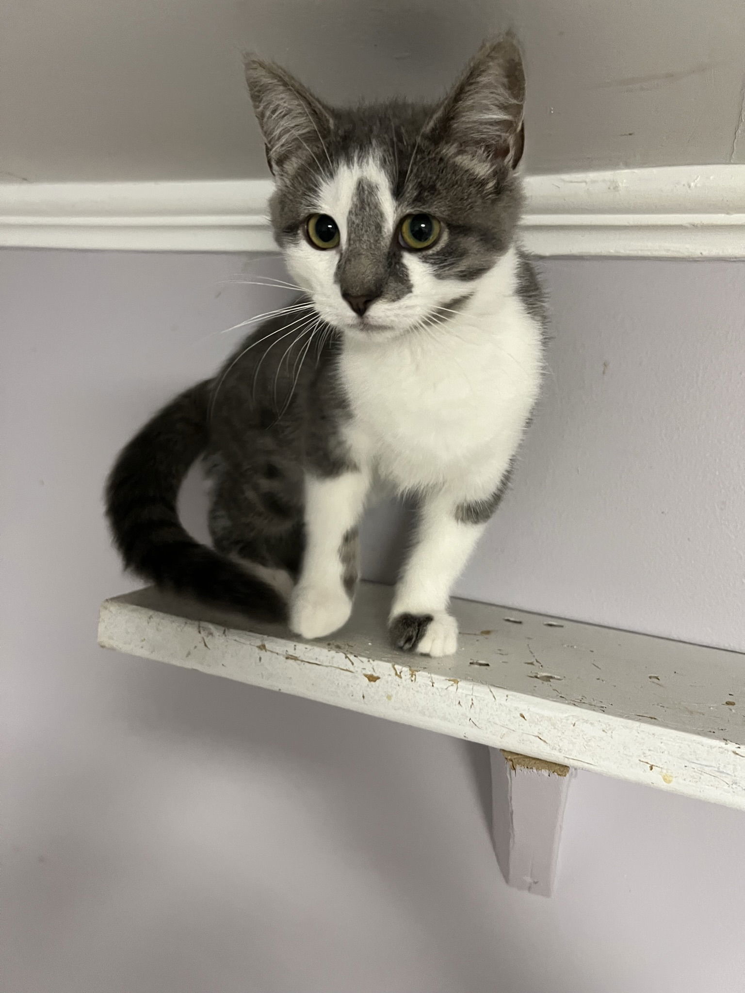 Nala