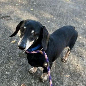 Meet Frankie Frankie is a 14-year-old black and tan male dachshund Dont let his age fool you He 