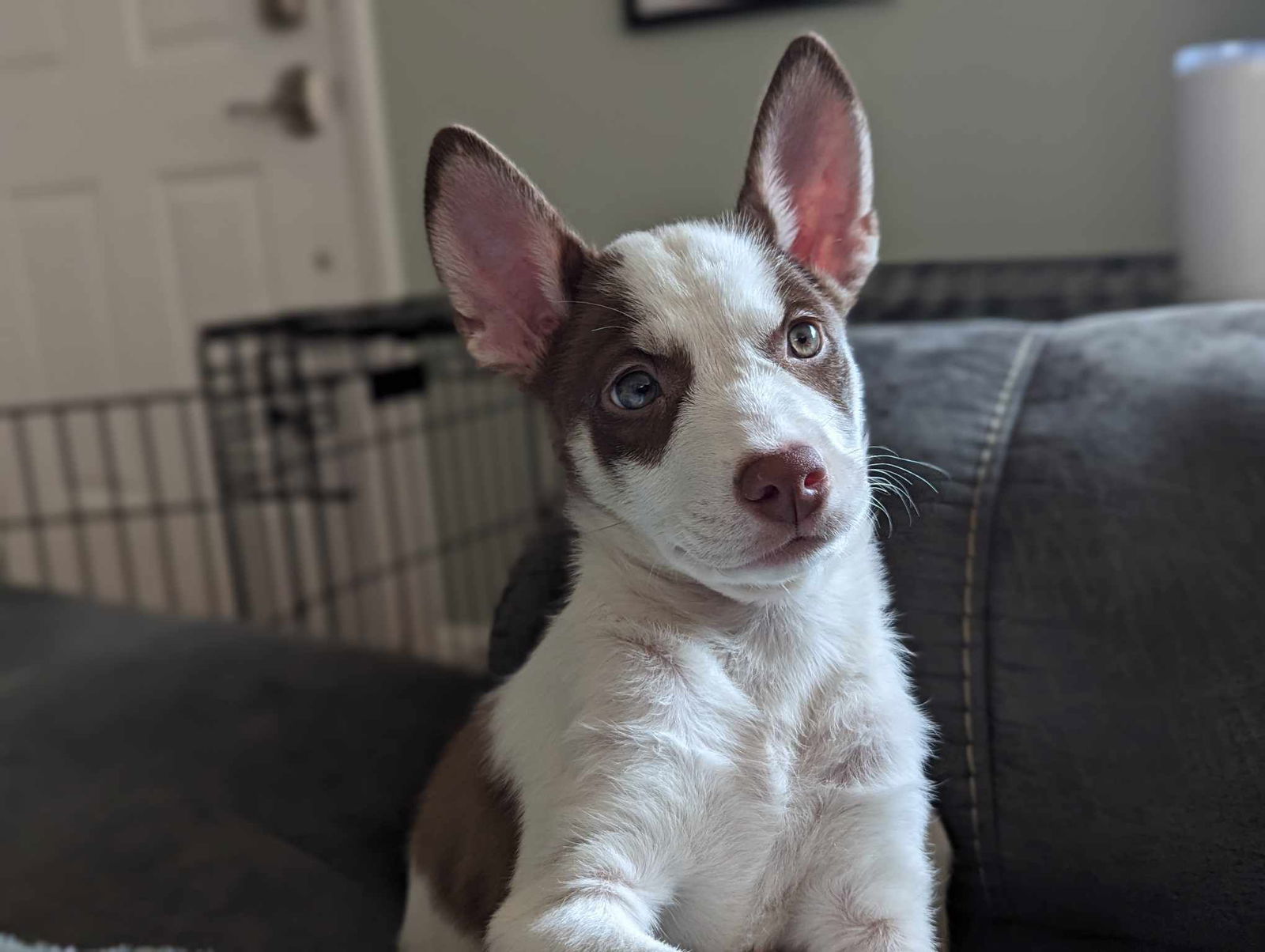 Primrose * PENDING, an adoptable Australian Cattle Dog / Blue Heeler in Gretna, NE, 68028 | Photo Image 1