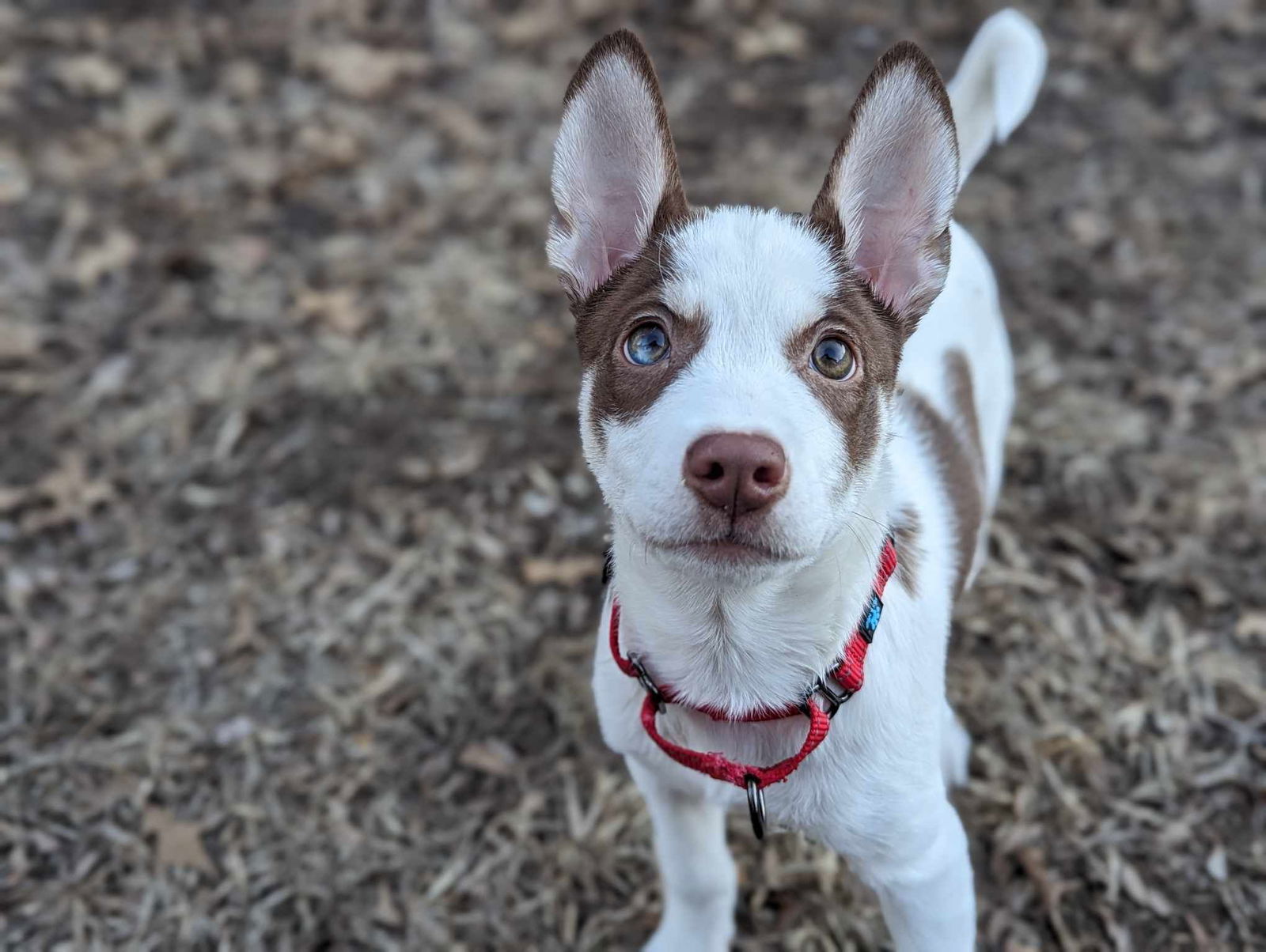 Primrose * PENDING, an adoptable Australian Cattle Dog / Blue Heeler in Gretna, NE, 68028 | Photo Image 3