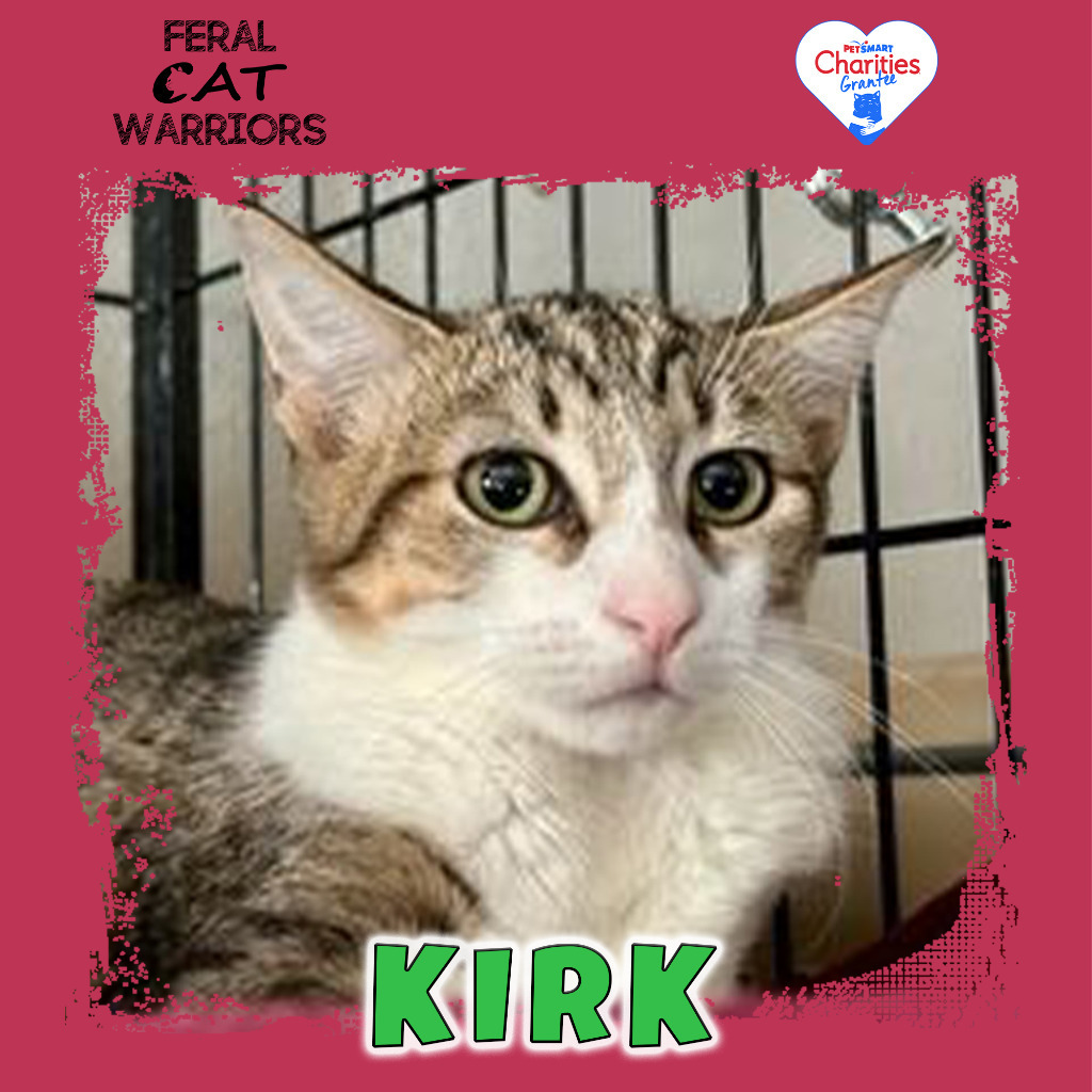 Kirk, an adoptable Domestic Short Hair in Kingman, AZ, 86401 | Photo Image 1