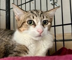 Kirk, an adoptable Domestic Short Hair in Kingman, AZ, 86401 | Photo Image 2