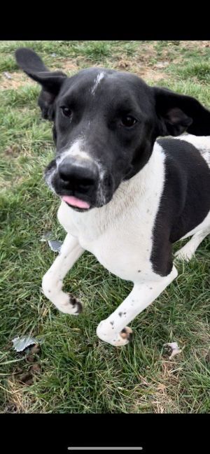 Meet Jagger the 11-month-old Lab hound mix Playful sweet and energetic Jagger is all about sprea