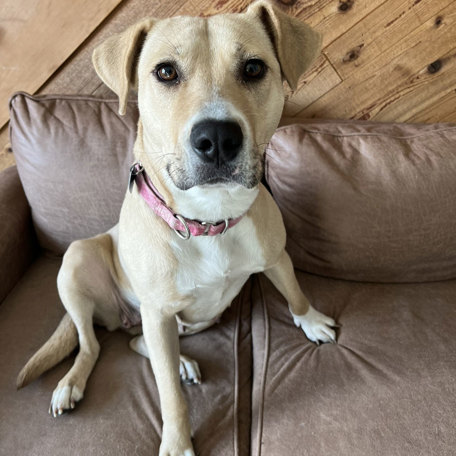 Kitchen, an adoptable Pit Bull Terrier in Fargo, ND, 58103 | Photo Image 1