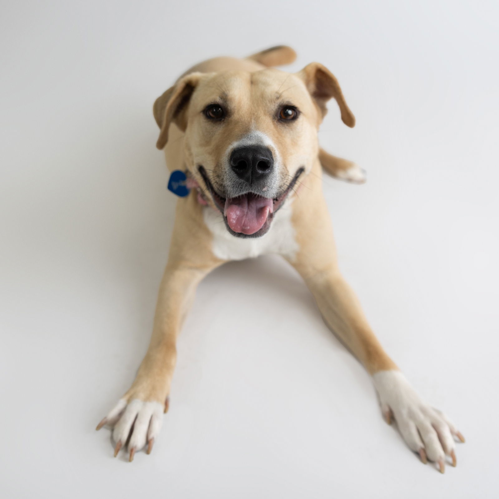 Kitchen, an adoptable Pit Bull Terrier in Fargo, ND, 58103 | Photo Image 1