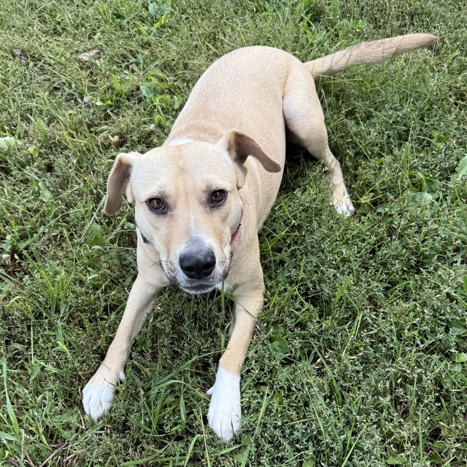 Kitchen, an adoptable Pit Bull Terrier in Fargo, ND, 58103 | Photo Image 1