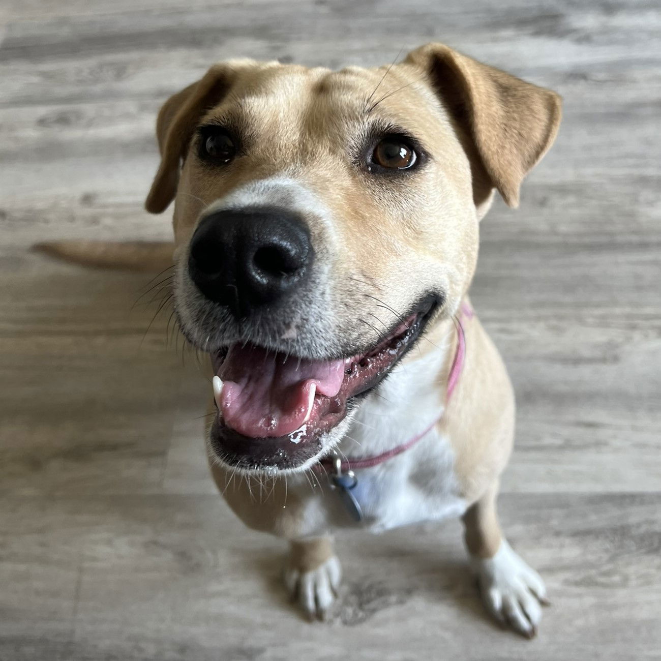 Kitchen, an adoptable Pit Bull Terrier in Fargo, ND, 58103 | Photo Image 2