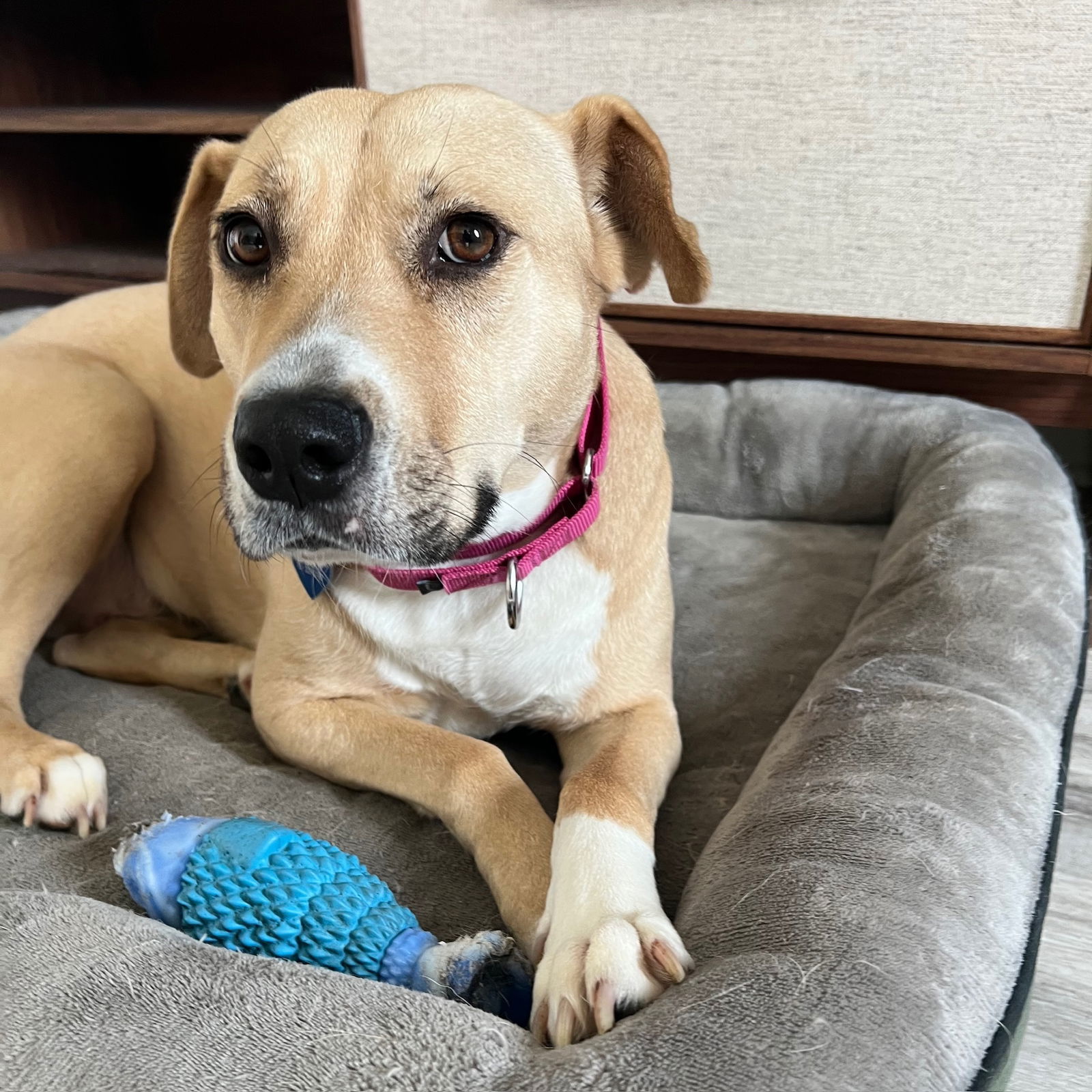 Kitchen, an adoptable Pit Bull Terrier in Fargo, ND, 58103 | Photo Image 2